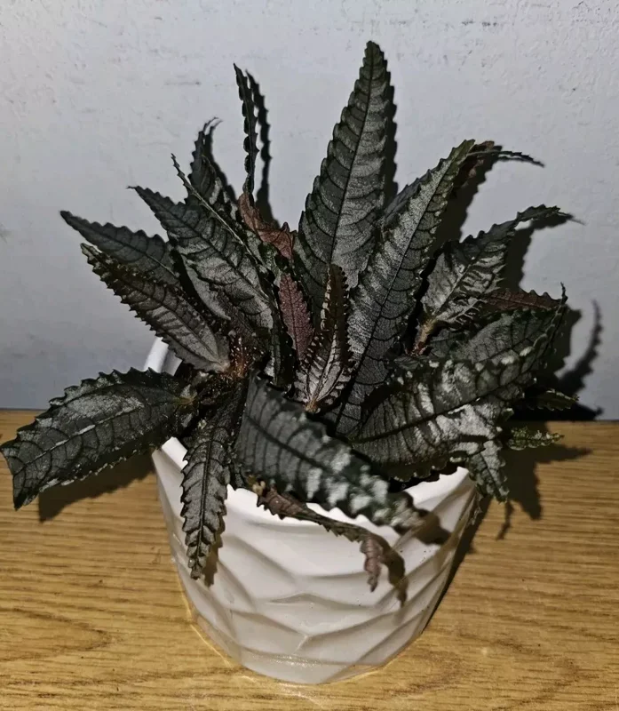 Pilea Dark Mystery Involucrata Purple Terrarium Live Plant 4" Pot Unique Texture