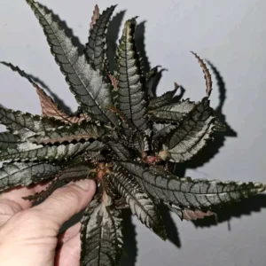 Pilea Dark Mystery Involucrata Purple Terrarium Live Plant 4