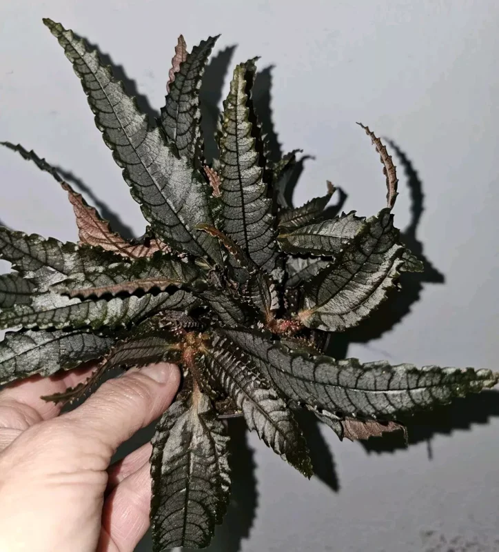 Pilea Dark Mystery Involucrata Purple Terrarium Live Plant 4" Pot Unique Texture