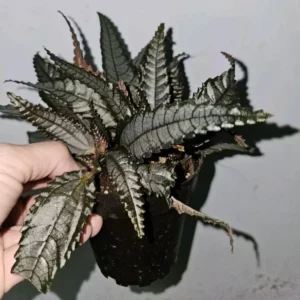 Pilea Dark Mystery Involucrata Purple Terrarium Live Plant 4