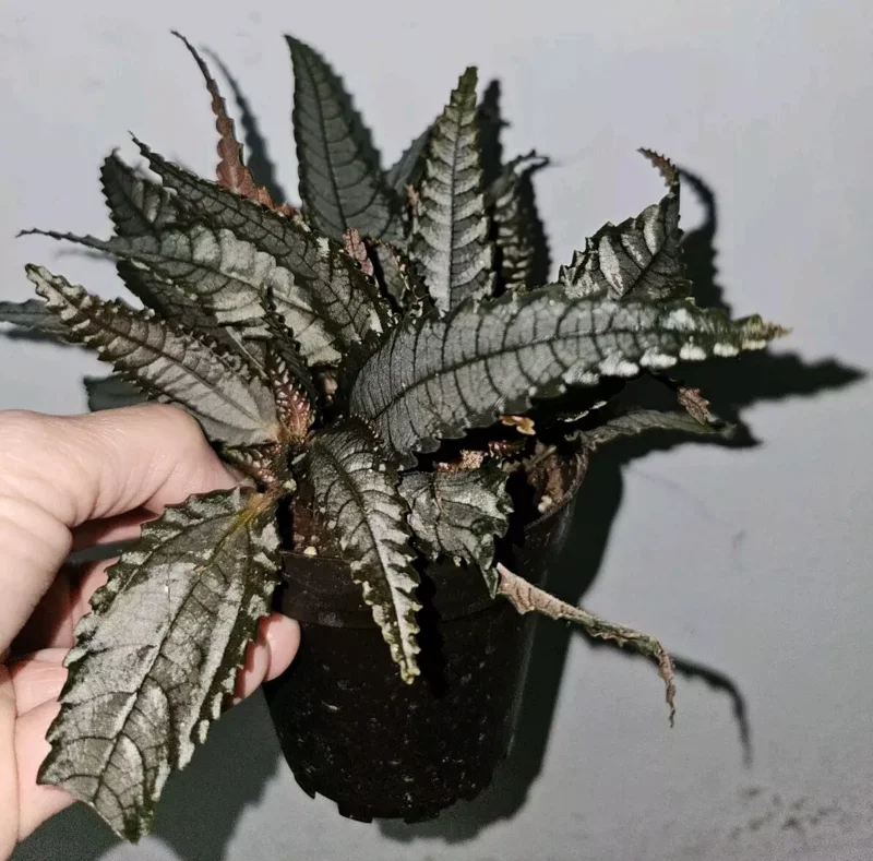 Pilea Dark Mystery Involucrata Purple Terrarium Live Plant 4" Pot Unique Texture