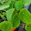 Pilea Peperomioides Chinese Money Plant 4" Pot Live Plant