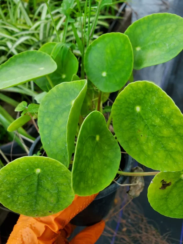 Pilea Peperomioides Chinese Money Plant 4" Pot Live Plant