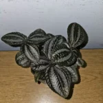 Pilea Spruceana Norfolk Live Plant - 4" Pot - Vivarium & Terrarium-Friendly