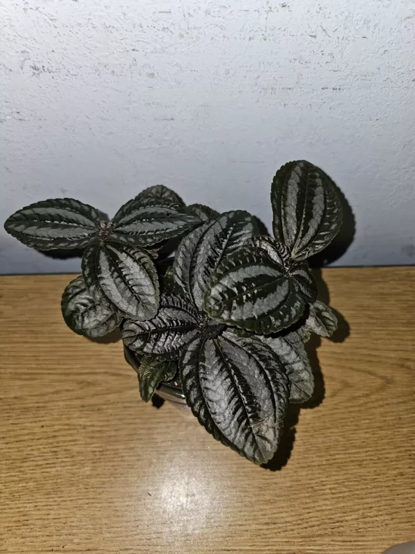 Pilea Spruceana Norfolk Live Plant - 4" Pot - Vivarium & Terrarium-Friendly