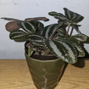 Pilea Spruceana Norfolk Live Plant - 4