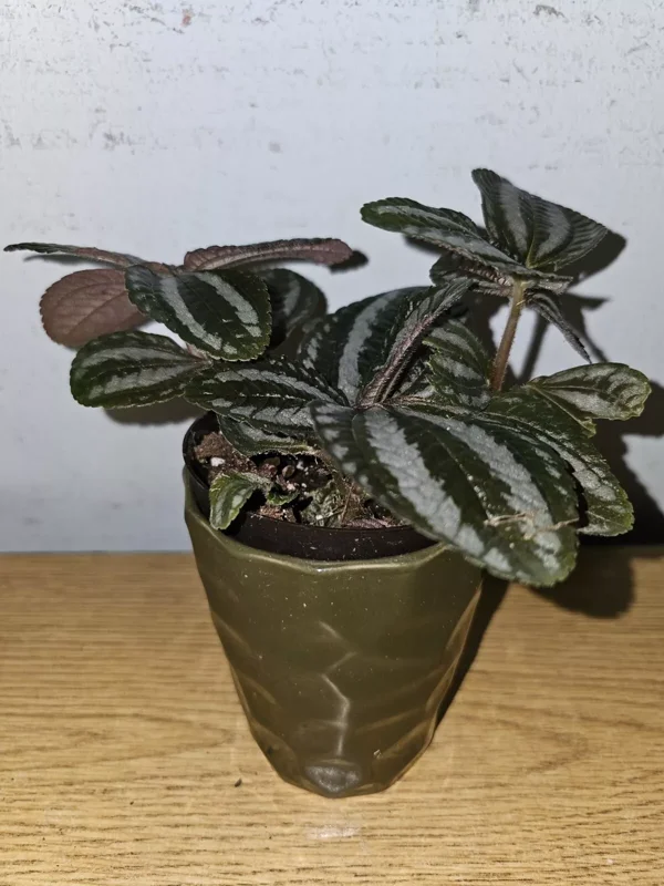 Pilea Spruceana Norfolk Live Plant - 4" Pot - Vivarium & Terrarium-Friendly