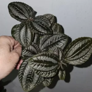 Pilea Spruceana Norfolk Live Plant - 4