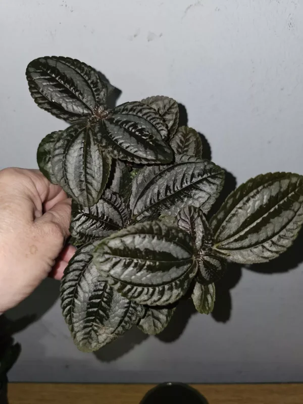 Pilea Spruceana Norfolk Live Plant - 4" Pot - Vivarium & Terrarium-Friendly