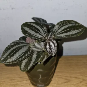 Pilea Spruceana Norfolk Live Plant - 4