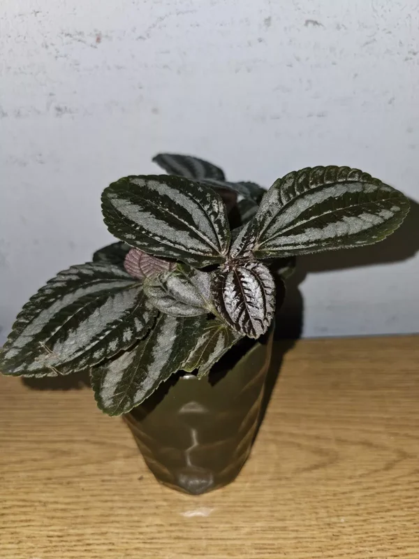 Pilea Spruceana Norfolk Live Plant - 4" Pot - Vivarium & Terrarium-Friendly