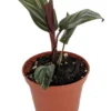 Pin Stripe Prayer Plant - Calathea Ornata - 2.5" Pot - Easy Indoor Foliage