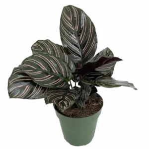 Pin Stripe Prayer Plant - Calathea Ornata - 2.5