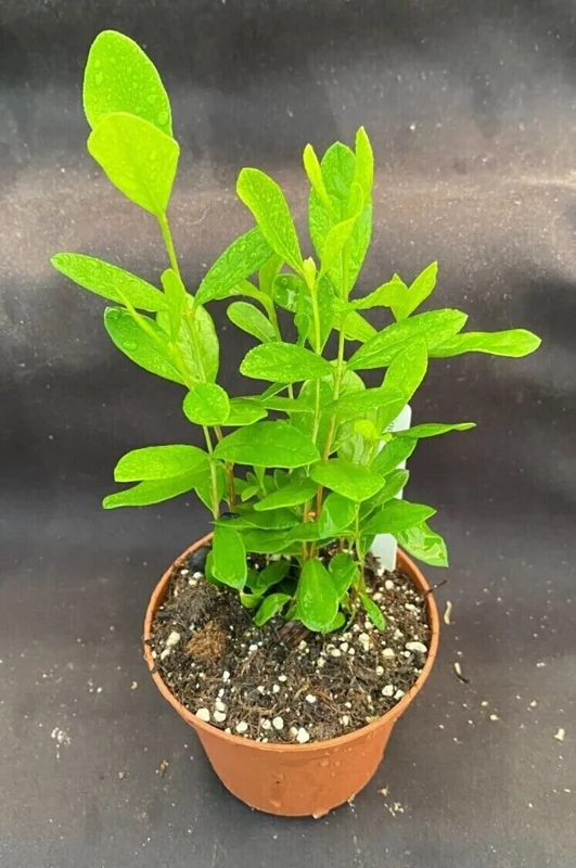Pineapple Guava Feijoa sellowiana - 3+ Rooted Seedlings in 3" Pot