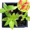Pineapple Sage Plants Set - 4" Pot Red Salvia Live Bush for Friendly Gardens
