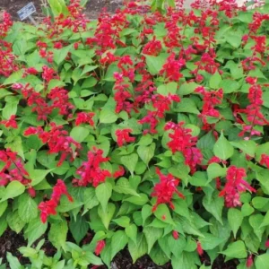 Pineapple Sage Plants Set - 4