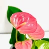 Pink Anthurium Plant 4 Inch Potted - Tropical Flower