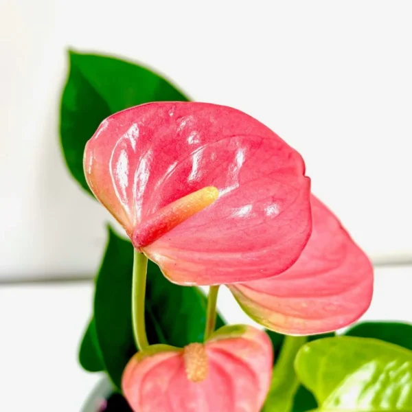 Pink Anthurium Plant 4 Inch Potted - Tropical Flower