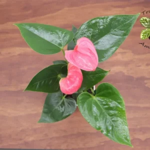 Pink Anthurium Plant 4 Inch Potted - Tropical Flower