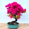 Pink Bougainvillea Live Starter Plant 4"Pot 8"-10"Tall Faux Silk Floral Tree