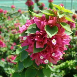 Pink Bougainvillea Live Starter Plant 4"Pot 8"-10"Tall Faux Silk Floral Tree