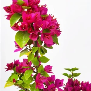 Pink Bougainvillea Live Starter Plant 4