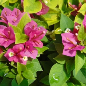 Pink Bougainvillea Live Starter Plant 4