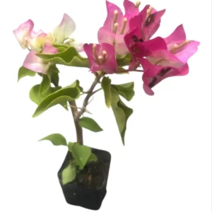 Pink Bougainvillea Live Starter Plant 4