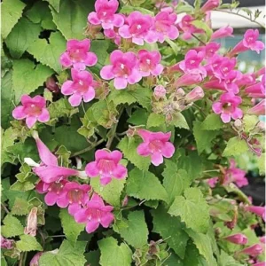 Pink Creeping Gloxinia Vine - Lophospermum, 5-9 Inches, Climbing Flowering Plant