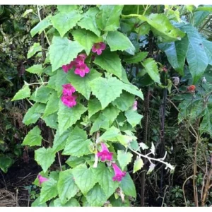 Pink Creeping Gloxinia Vine - Lophospermum, 5-9 Inches, Climbing Flowering Plant