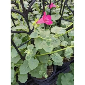 Pink Creeping Gloxinia Vine - Lophospermum, 5-9 Inches, Climbing Flowering Plant