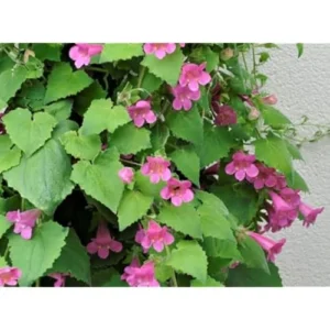 Pink Creeping Gloxinia Vine - Lophospermum, 5-9 Inches, Climbing Flowering Plant