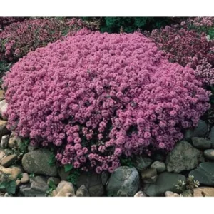 Pink Creeping Thyme - 5 Live Mother of Thyme Plants - 3 to 6 Inches - Perennial Groundcover