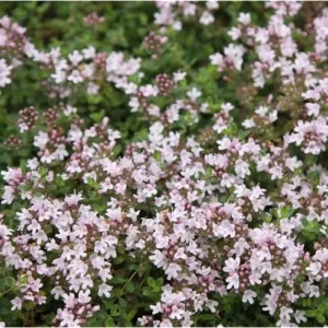 Pink Creeping Thyme - 5 Live Mother of Thyme Plants - 3 to 6 Inches - Perennial Groundcover