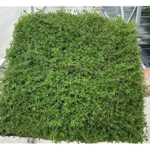 Pink Creeping Thyme - 5 Live Mother of Thyme Plants - 3 to 6 Inches - Perennial Groundcover