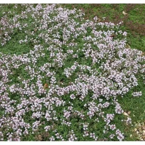 Pink Creeping Thyme - 5 Live Mother of Thyme Plants - 3 to 6 Inches - Perennial Groundcover