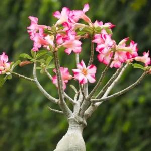 Pink Desert Rose Live Plant - 4-6 Inch Vibrant Blooming Succulent Starter Houseplant