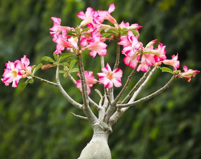 Pink Desert Rose Live Plant - 4-6 Inch Vibrant Blooming Succulent Starter Houseplant