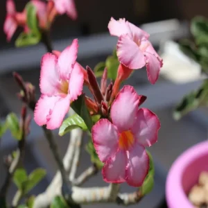 Pink Desert Rose Live Plant - 4-6 Inch Vibrant Blooming Succulent Starter Houseplant