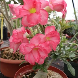 Pink Desert Rose Live Plant - 4-6 Inch Vibrant Blooming Succulent Starter Houseplant