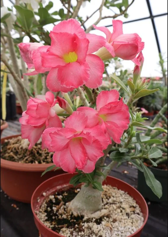 Pink Desert Rose Live Plant - 4-6 Inch Vibrant Blooming Succulent Starter Houseplant