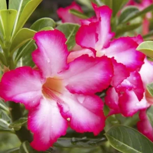 Pink Desert Rose Live Plant - 4-6 Inch Vibrant Blooming Succulent Starter Houseplant