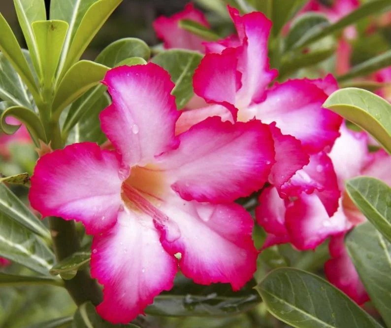 Pink Desert Rose Live Plant - 4-6 Inch Vibrant Blooming Succulent Starter Houseplant