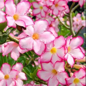 Pink Desert Rose Live Plant - 4-6 Inch Vibrant Blooming Succulent Starter Houseplant