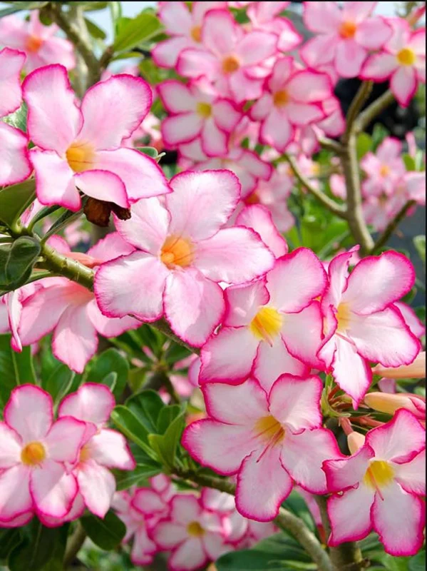 Pink Desert Rose Live Plant - 4-6 Inch Vibrant Blooming Succulent Starter Houseplant