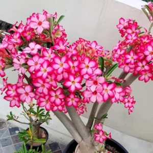 Pink Desert Rose Live Plant - 4-6 Inch Vibrant Blooming Succulent Starter Houseplant