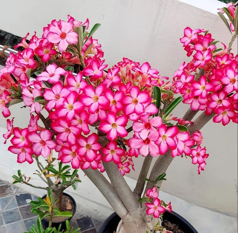 Pink Desert Rose Live Plant - 4-6 Inch Vibrant Blooming Succulent Starter Houseplant