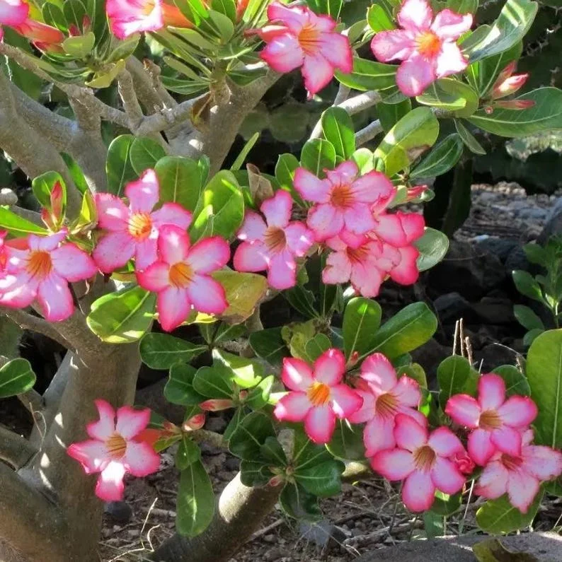 Pink Desert Rose Live Plant - 4-6 Inch Vibrant Blooming Succulent Starter Houseplant