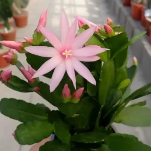 Pink Easter Cactus Plant Live - 5 to 9 Inch Succulent in 4 Inch Pot