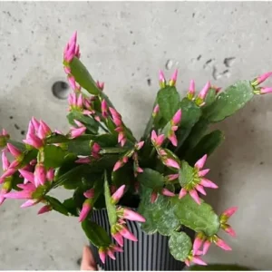 Pink Easter Cactus Plant Live - 5 to 9 Inch Succulent in 4 Inch Pot